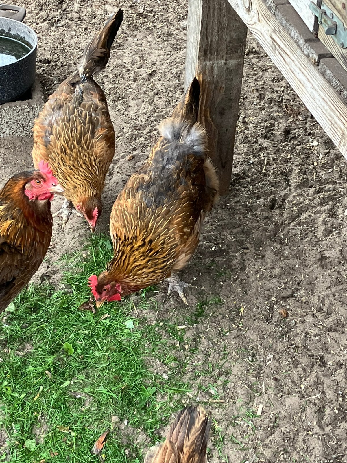 Te koop 4 Welsumer kippen, Dieren en Toebehoren, Vrouwelijk, Kip