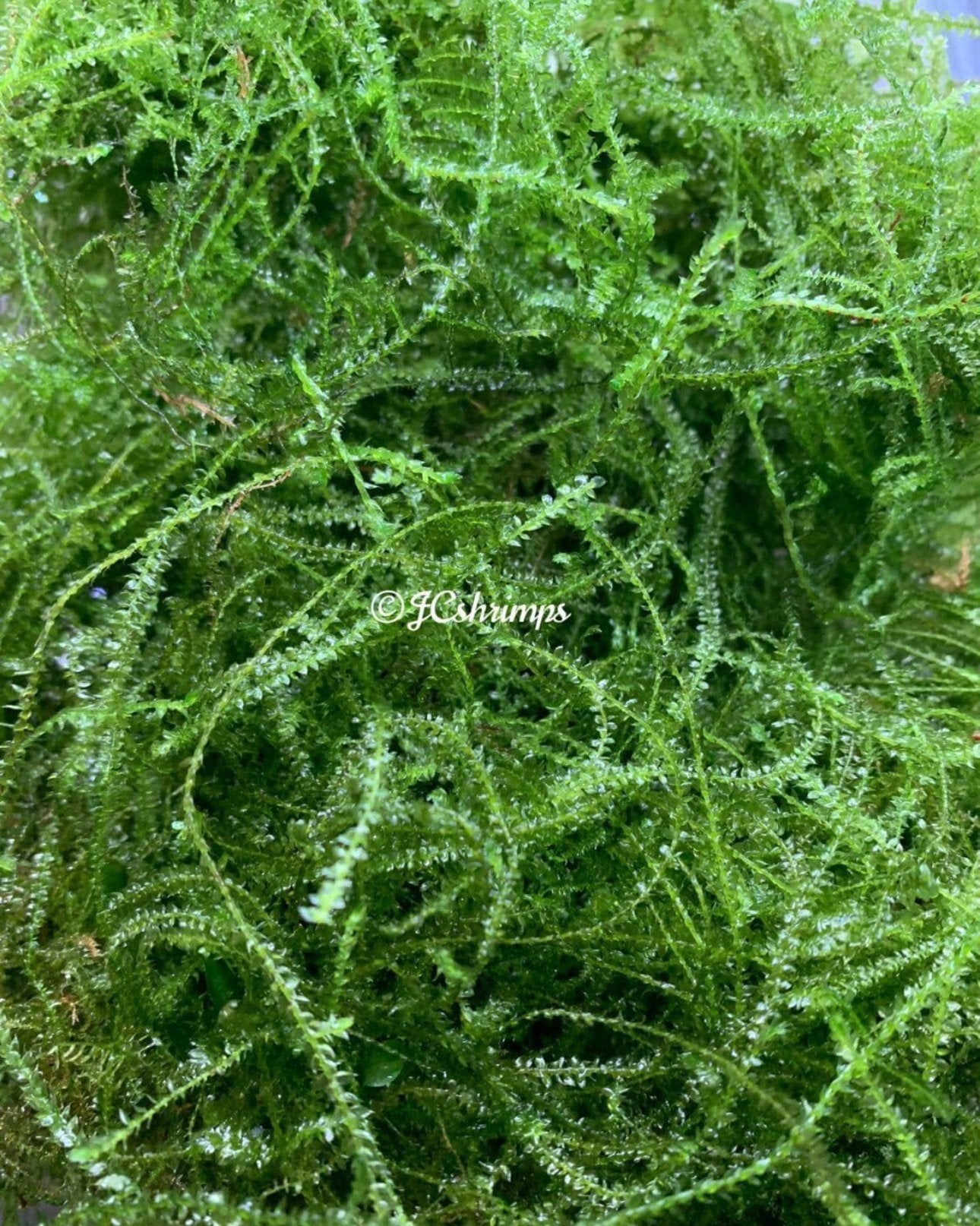 Javamos Vesicularia Dubyana - Aquarium mos, Dieren en Toebehoren, -, Nieuw, Ophalen of Verzenden, -