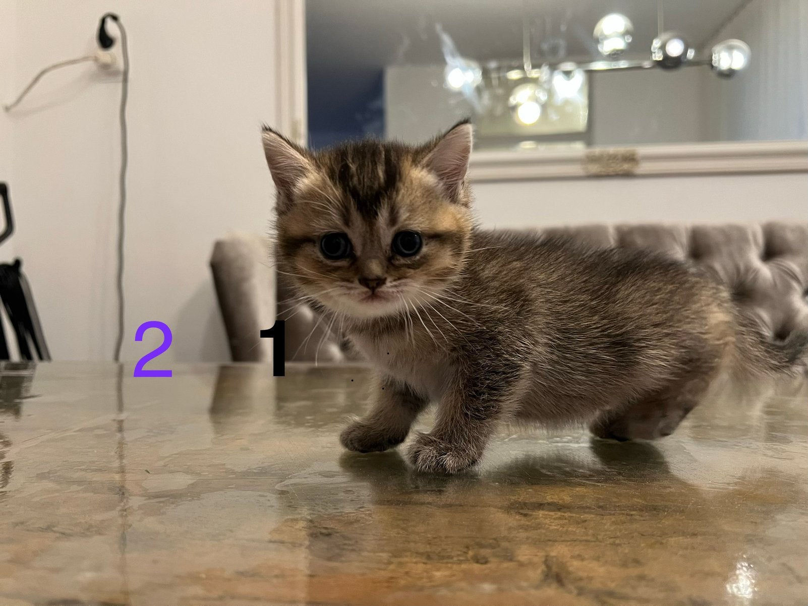 Prachtige Brits Korthaar Golden Tabby Kittens ⁠, Meerdere dieren, Ontwormd