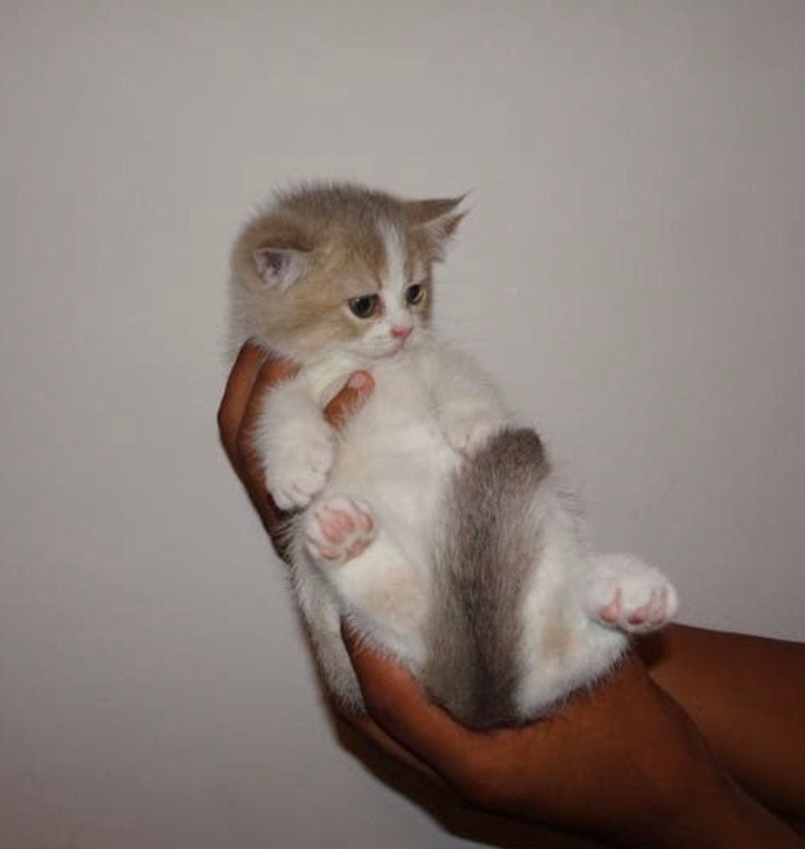 Britse kort haar kitten, Meerdere dieren, Ontwormd