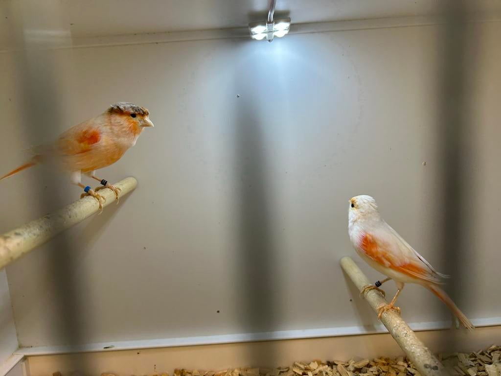 Major putters mutatie en kanaries, Dieren en Toebehoren, Vogels | Overige Vogels, Meerdere dieren, Wildzangvogel, Geringd
