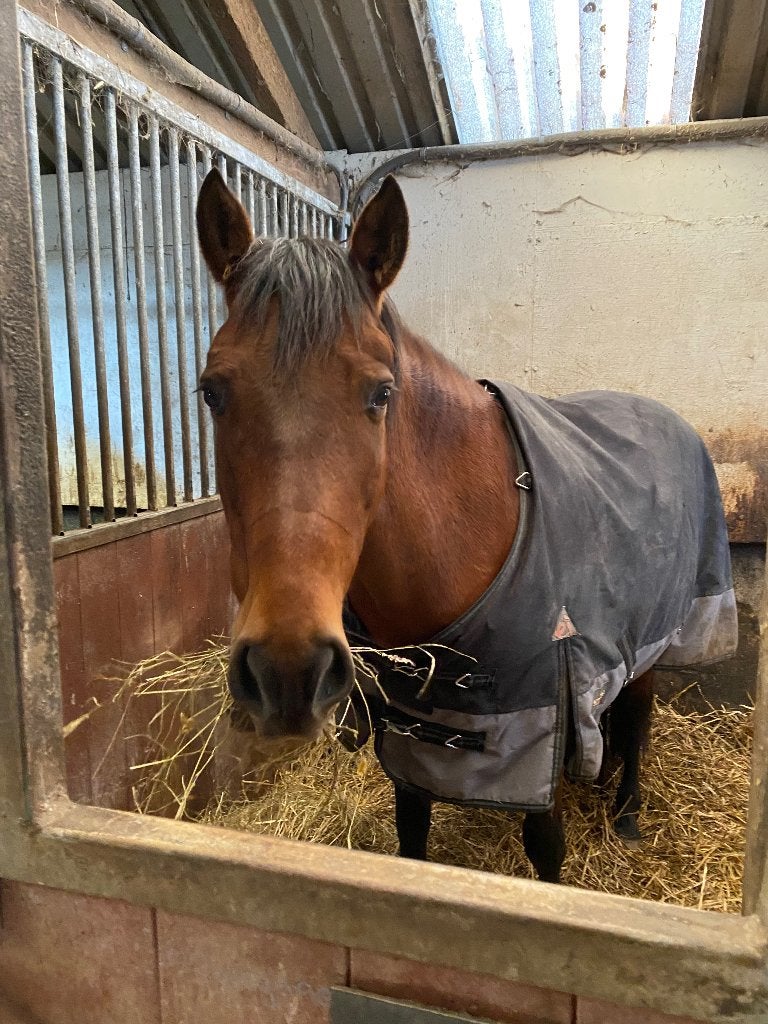 Bijrijd paard aangeboden, Ophalen of Verzenden, Nieuw, Dressuur