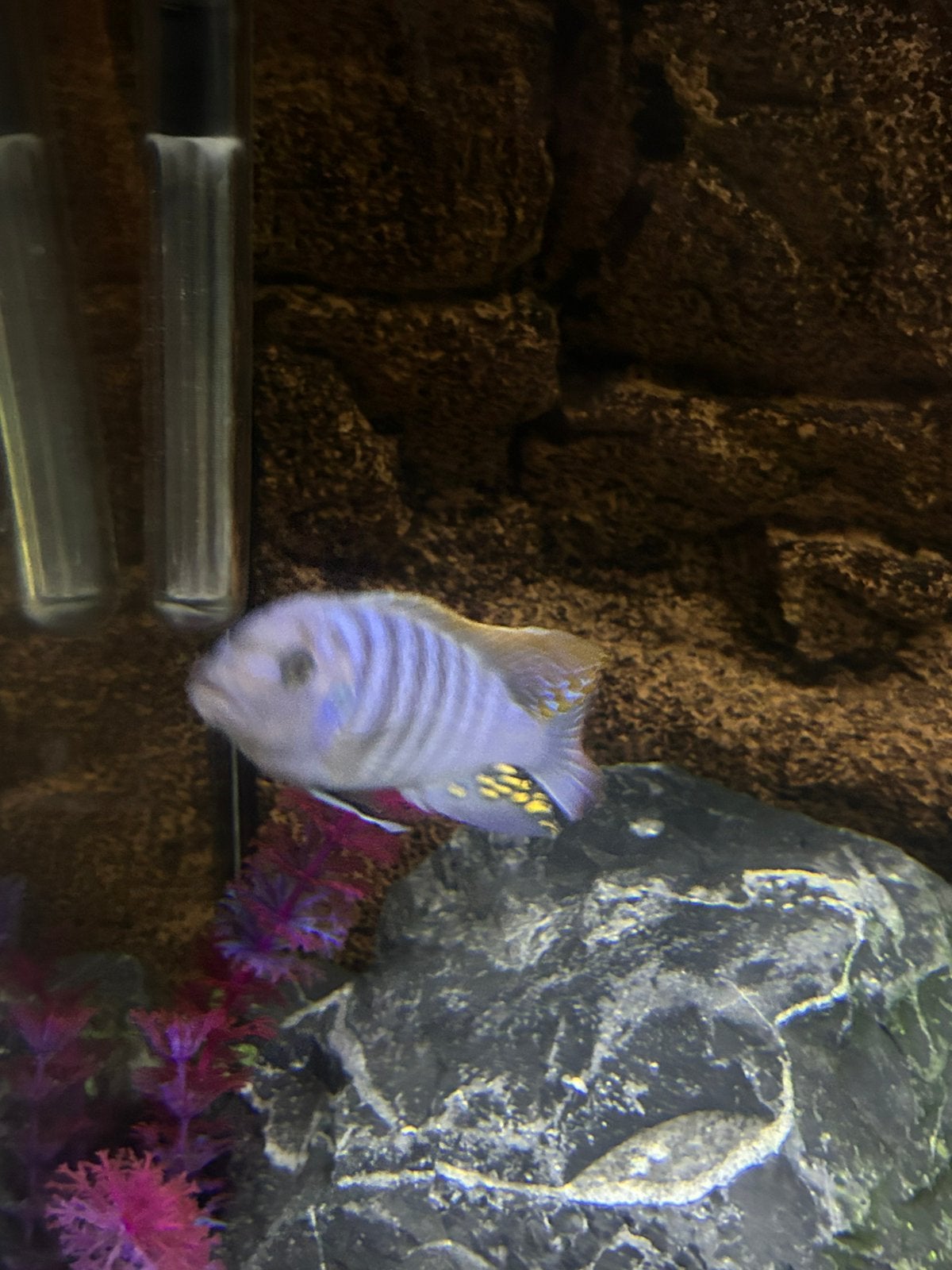 Malawi ciclide zebra mbuna Cynotilapia zebroides white top, Vis