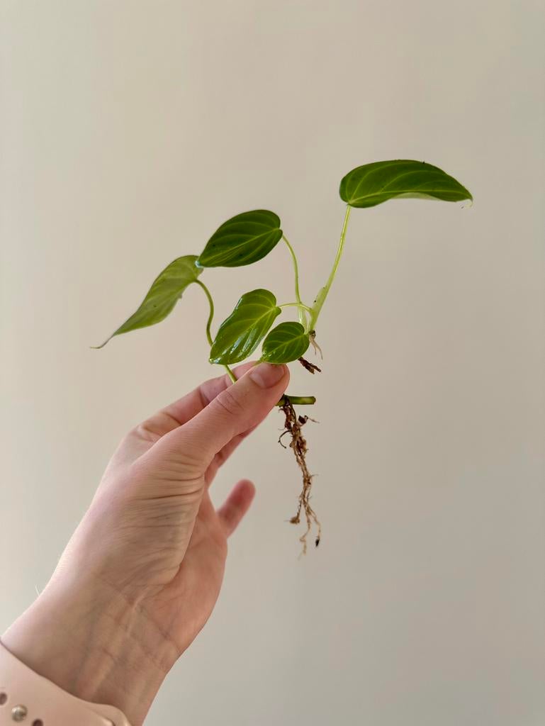 Philodendron splendid, Huis en Inrichting, Kamerplanten, Ophalen of Verzenden, Halfschaduw, Minder dan 100 cm