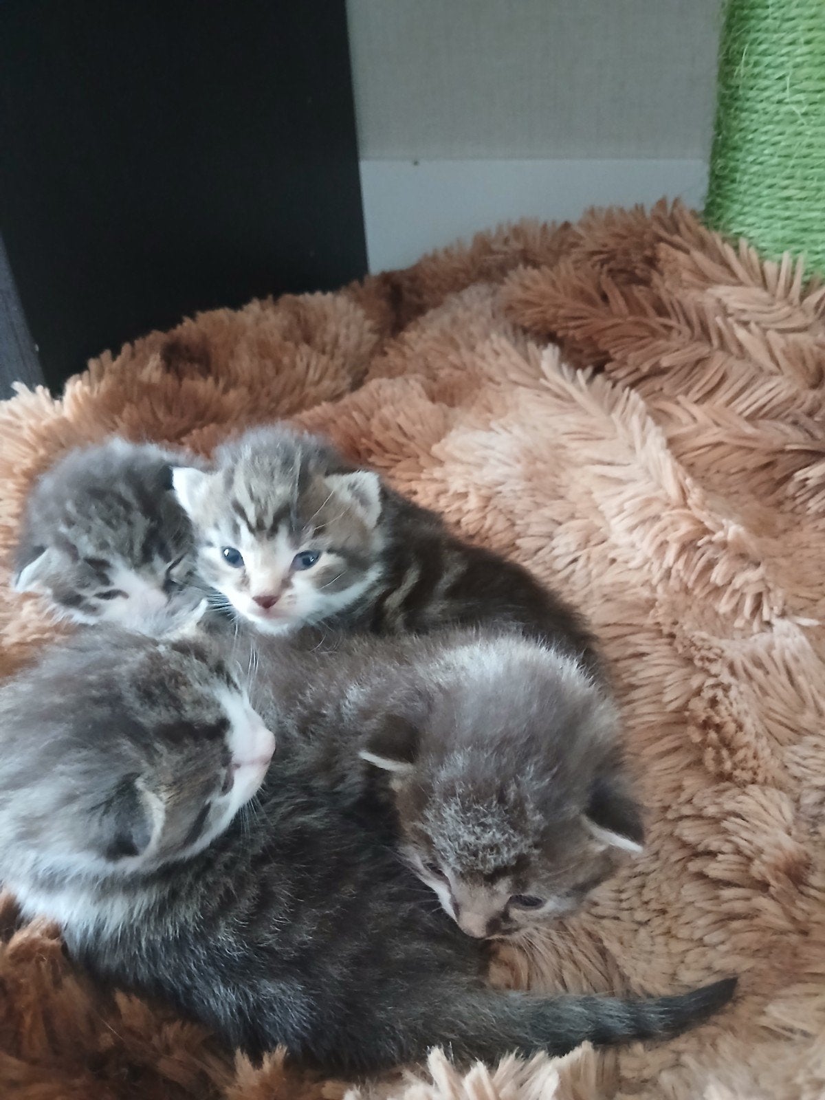 Kittens te koop, Dieren en Toebehoren, Meerdere dieren