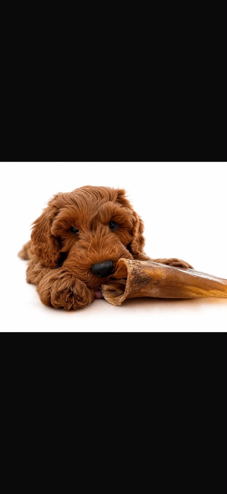 Australian labradoodlle pups, Dieren en Toebehoren, Honden | Niet-rashonden, 8 tot 15 weken, Parvo, Meerdere, Meerdere dieren