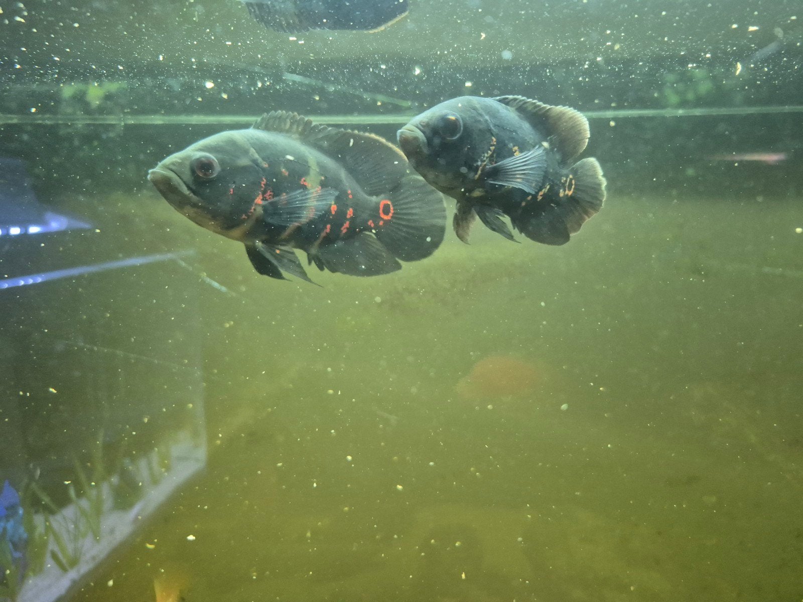 koppel pauwogen zwart met rood, Vis, Zoetwatervis