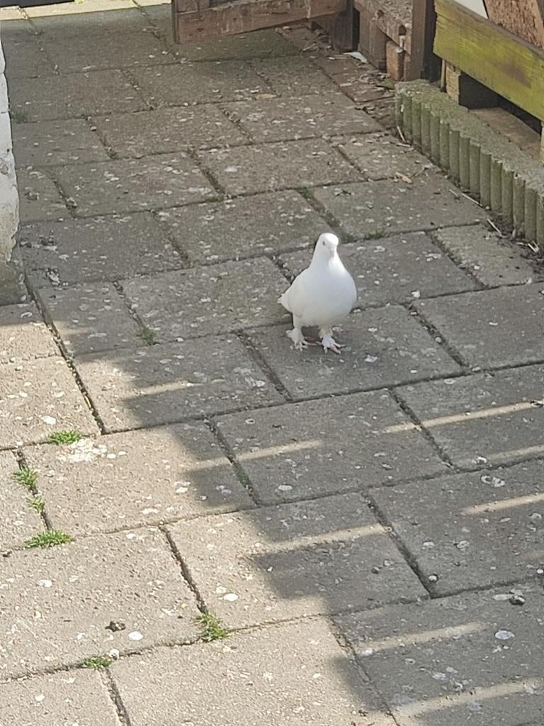 Turkse Takla Duif, Dieren en Toebehoren, Vrouwelijk, Kip