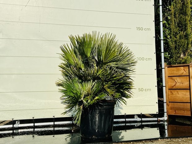 Palmboom - Chamaerops Humilis - Vulcano - stamhoogte 15 cm, Tuin en Terras, Ophalen of Verzenden, 100 tot 250 cm, Zomer, Palmboom
