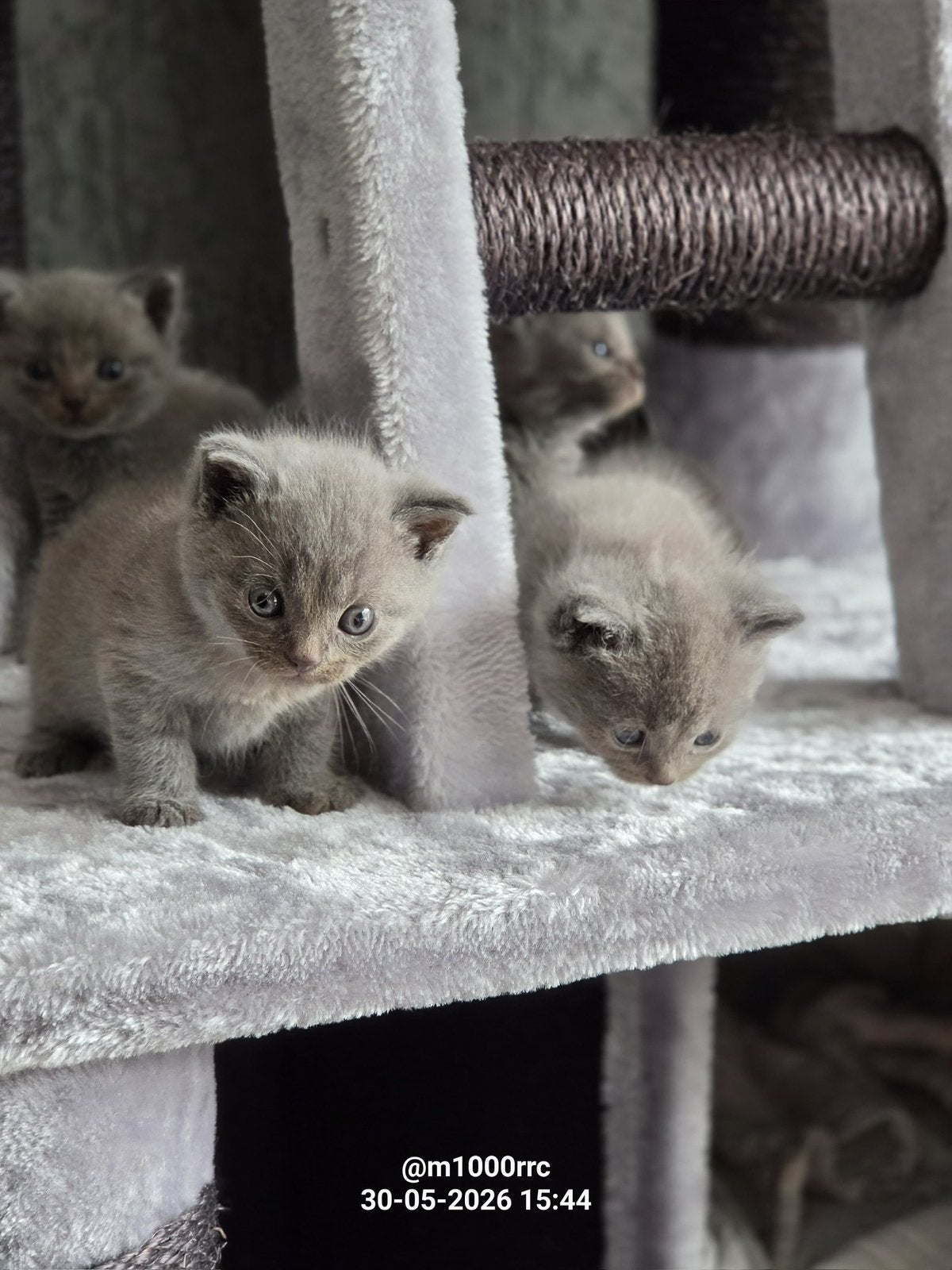 Britse korthaar kittens., Dieren en Toebehoren, Katten en Kittens | Overige Katten, Meerdere dieren