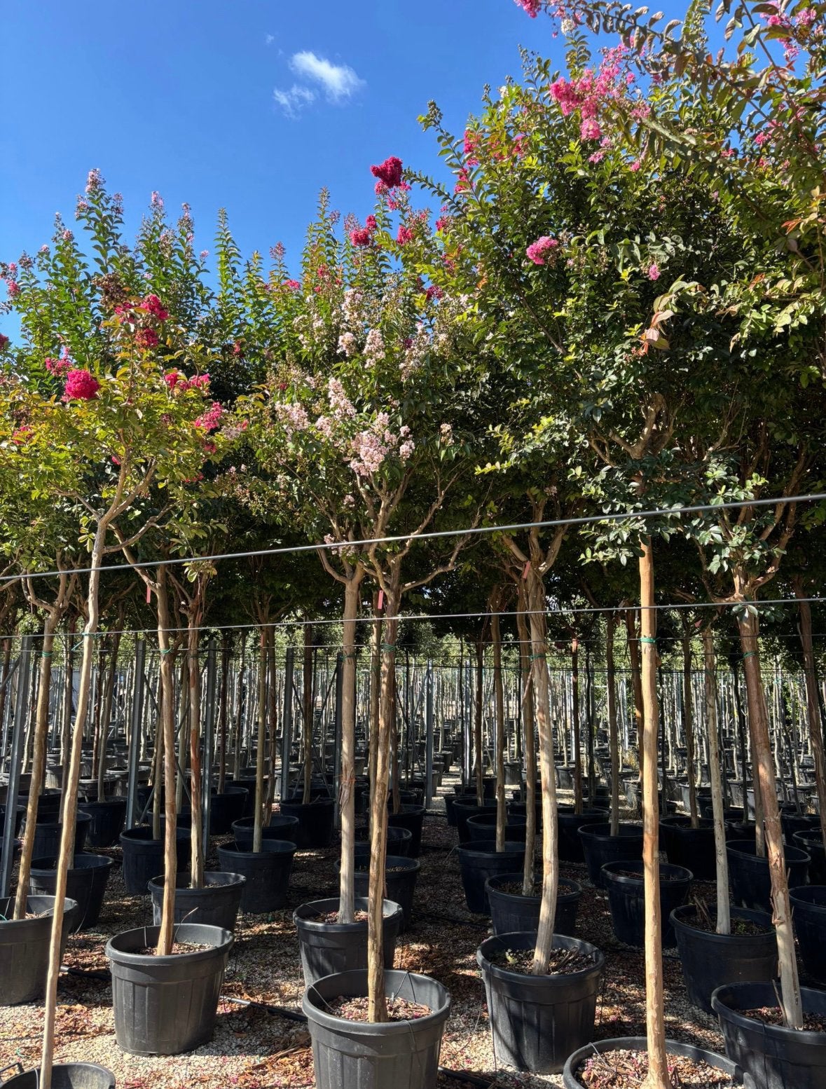 Lagerstroemia indische sering meerstammig en boomvormen, Ophalen of Verzenden, Lente, Volle zon, Overige soorten