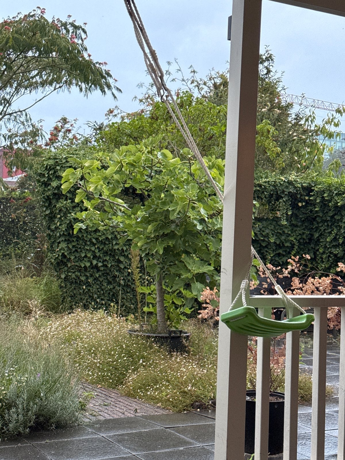 Prachtige Vijgenboom - Ideaal voor tuin of terras, Tuin en Terras, Planten | Tuinplanten, Ophalen, Volle zon, Vaste plant, Zomer