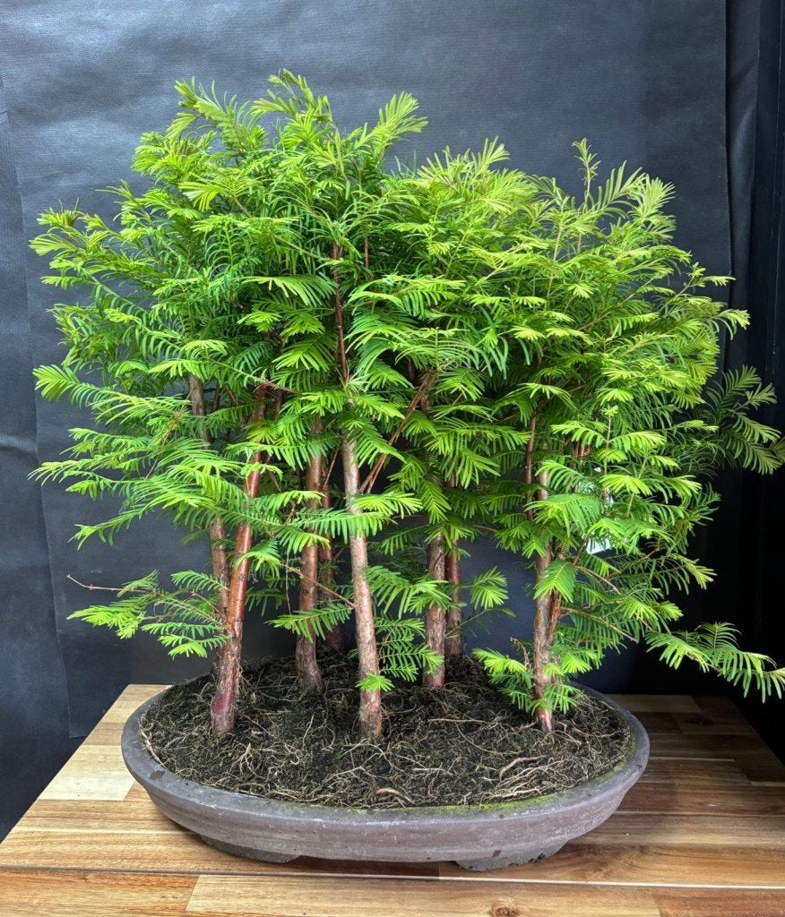 Japanse Bonsai buiten in diverse soorten en maten, In pot, Bloeit niet, Halfschaduw, Minder dan 100 cm