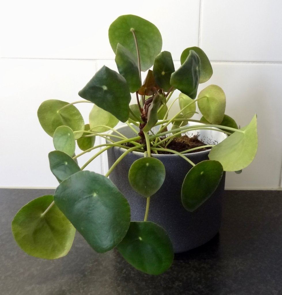 Mooie gezonde pannenkoekplant in nieuwe grijze bloempot, Ophalen, Overige soorten, Halfschaduw, In pot