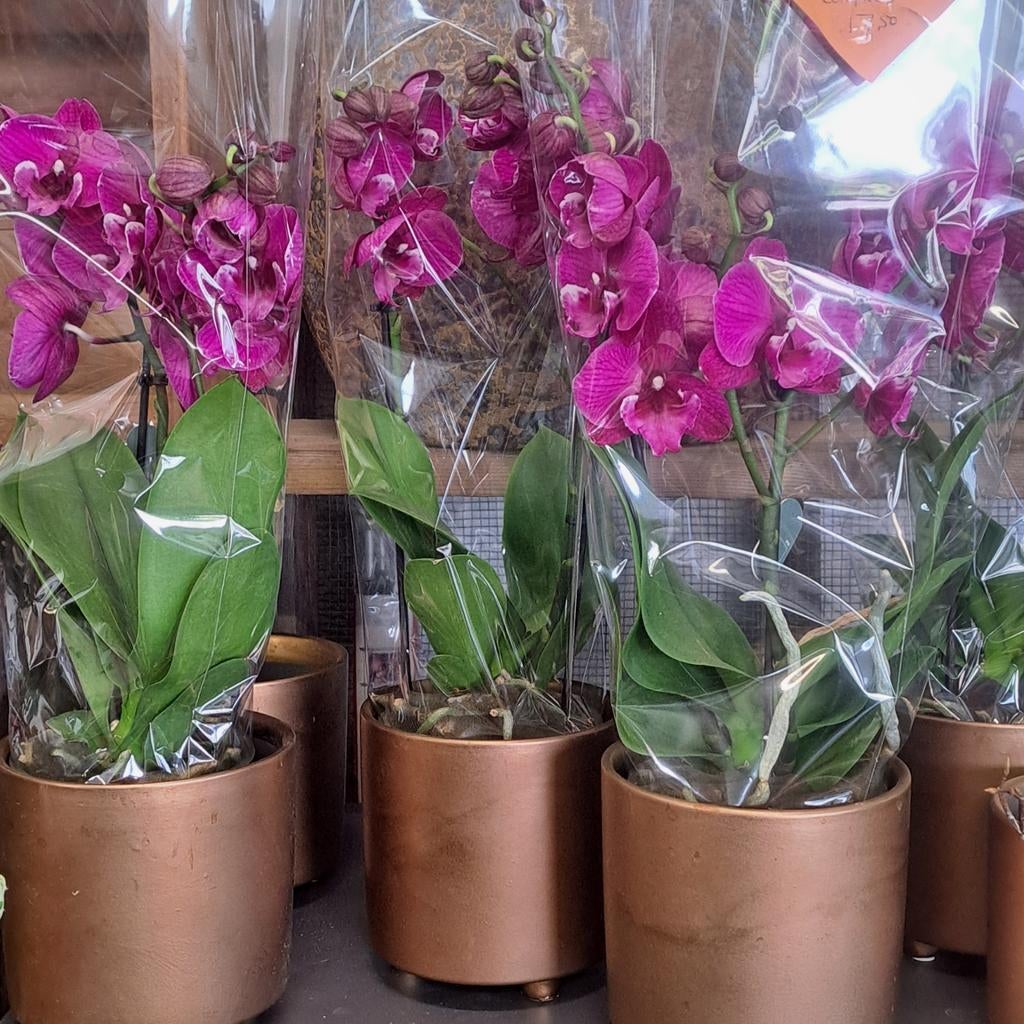 Orchidee planten €10,- pst. Verschillende soorten en kleuren, Ophalen, Halfschaduw, Minder dan 100 cm