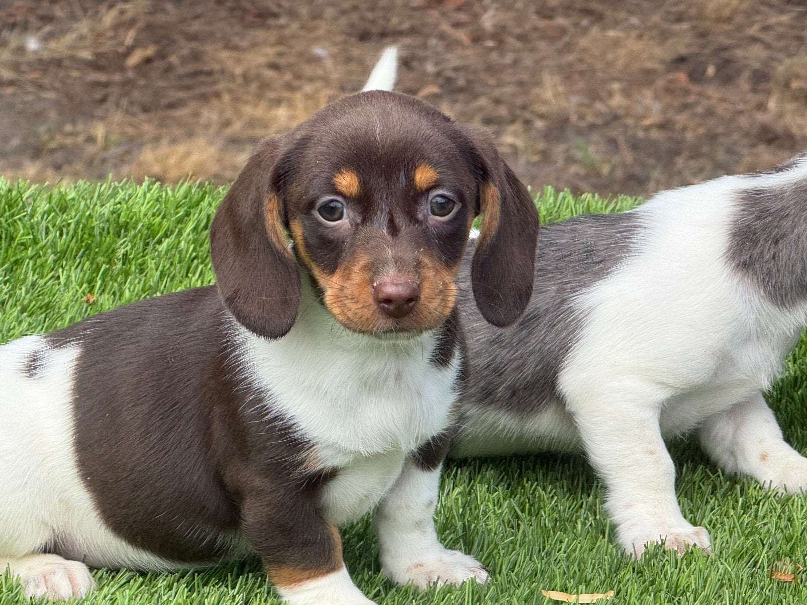 Piebald dwerg teckel pups aangeboden, Dieren en Toebehoren, Honden | Teckels en Dashonden, Nederland, Parvo, 8 tot 15 weken, Korthaar