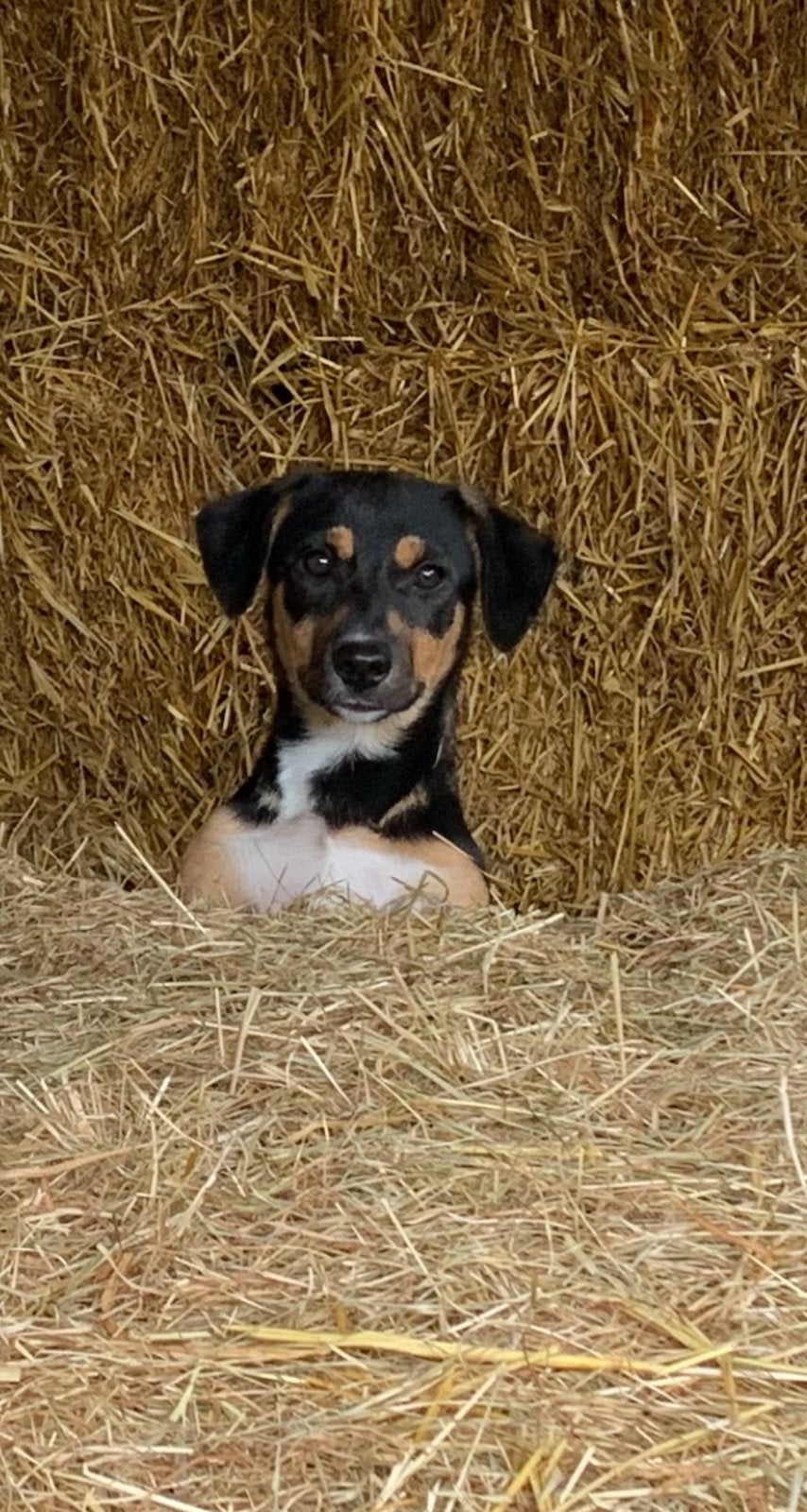 🐾 lieve, sociale & sportieve pup zoekt nog een eigen plekje, 15 weken tot 1 jaar, CDV (hondenziekte), Meerdere, Meerdere dieren