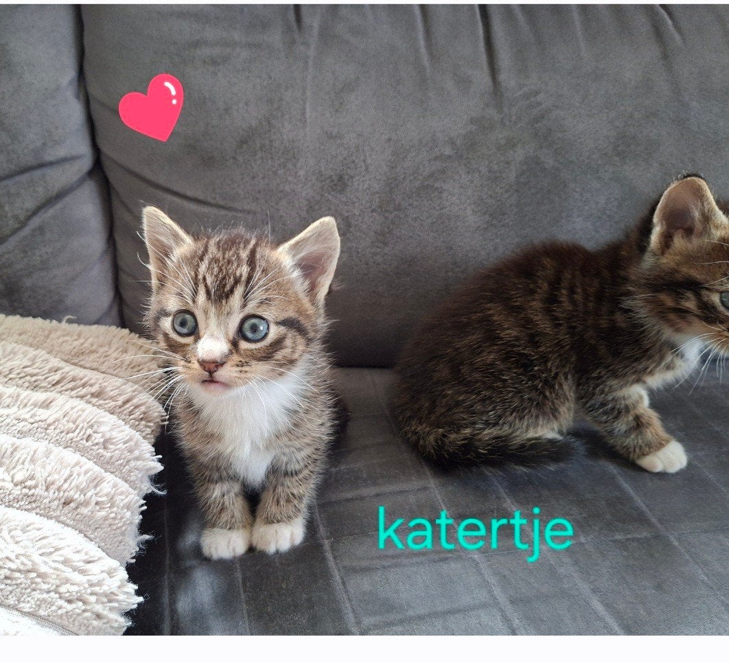 Lieve knuffelkittens, Meerdere dieren, Kortharig, 0 tot 2 jaar