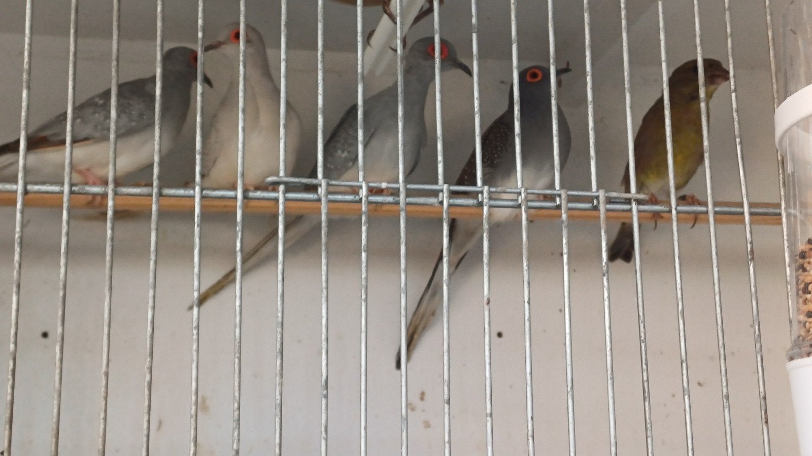 4 diamant duifjes a 5 euro per stuk, Dieren en Toebehoren, Vogels | Overige Vogels