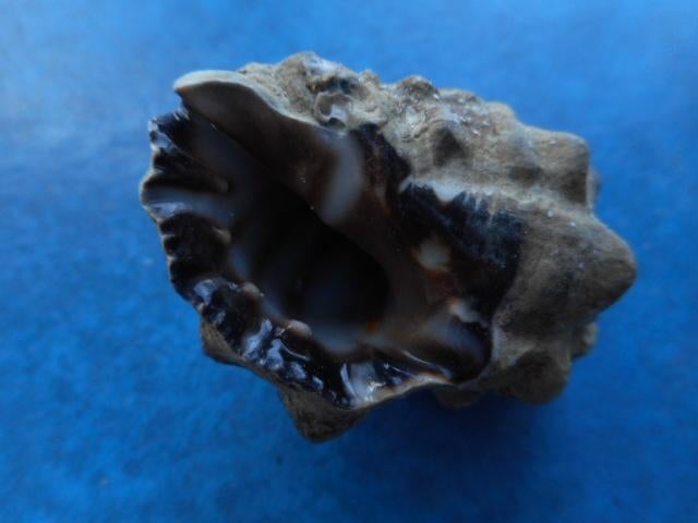 Schelpen: Thais aculeata Desh. f++/gem 33-39mm+, Verzenden, Schelp(en)