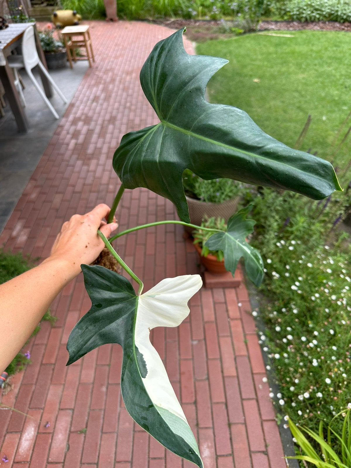 Cutting Philodendron Golden Dragon variegated, Huis en Inrichting, Kamerplanten, Verzenden, Halfschaduw, Minder dan 100 cm