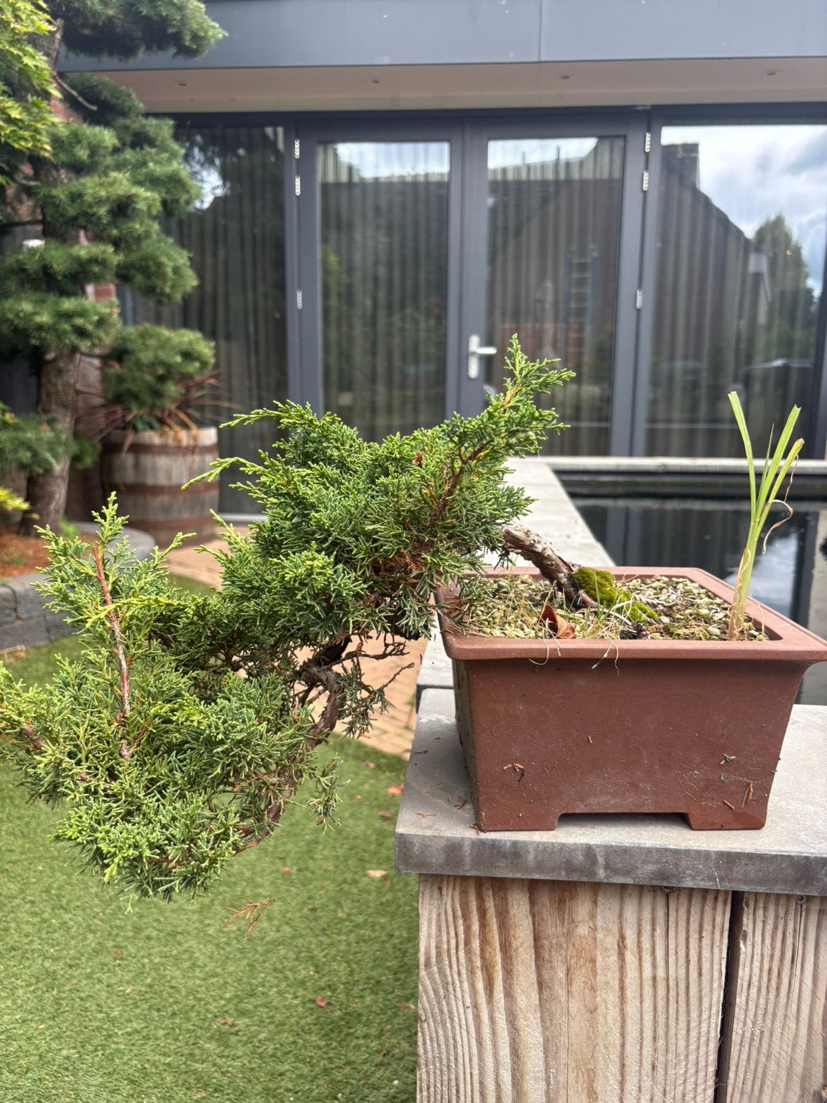 Bonsai cascade, Ophalen, Bloeit niet, Halfschaduw, Overige soorten