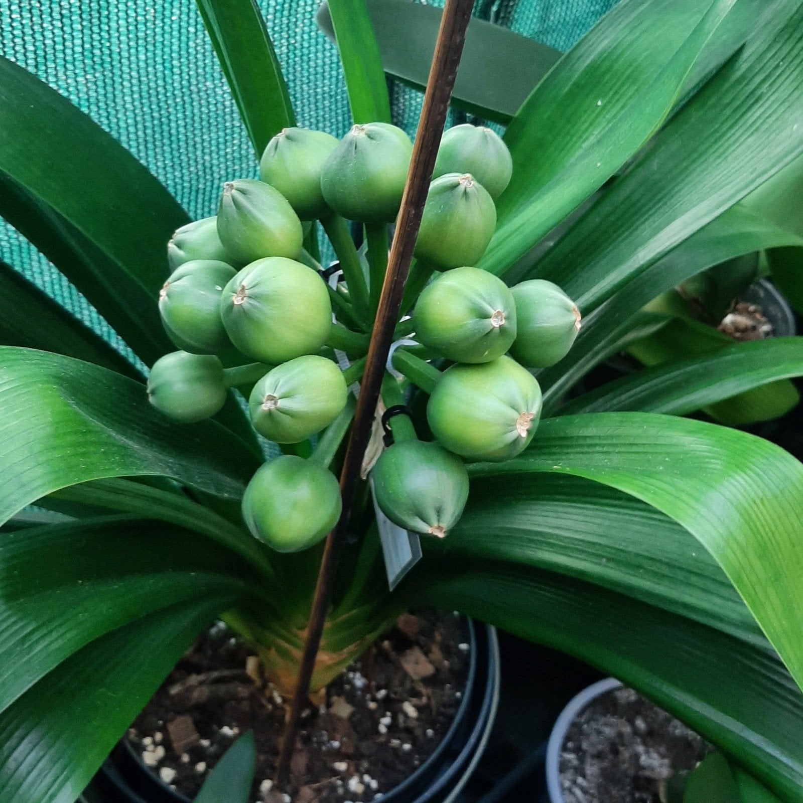Clivia zaden binnenkort beschikbaar.Verschillende kruisingen, Bloeiende kamerplant, Ophalen of Verzenden, Volledige schaduw, Minder dan 100 cm