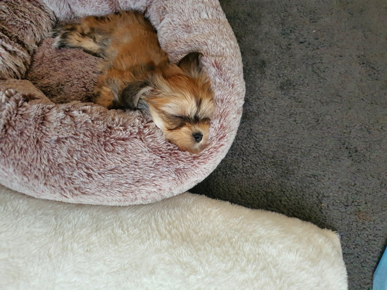 liefste pup ter wereld te koop (Malshi), 15 weken tot 1 jaar, Teef, Eén hond, Klein