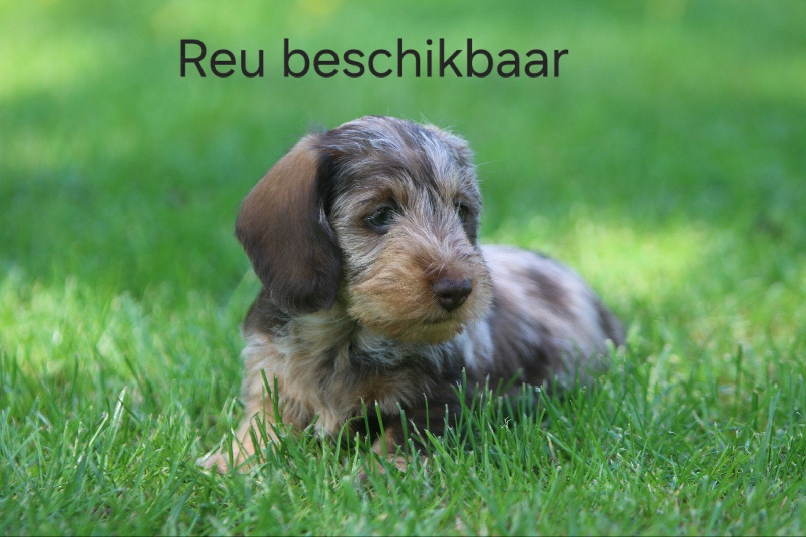 Prachtige ruwhaar teckel puppy's te koop., Dieren en Toebehoren, Parvo, 8 tot 15 weken, Dwerg, Meerdere