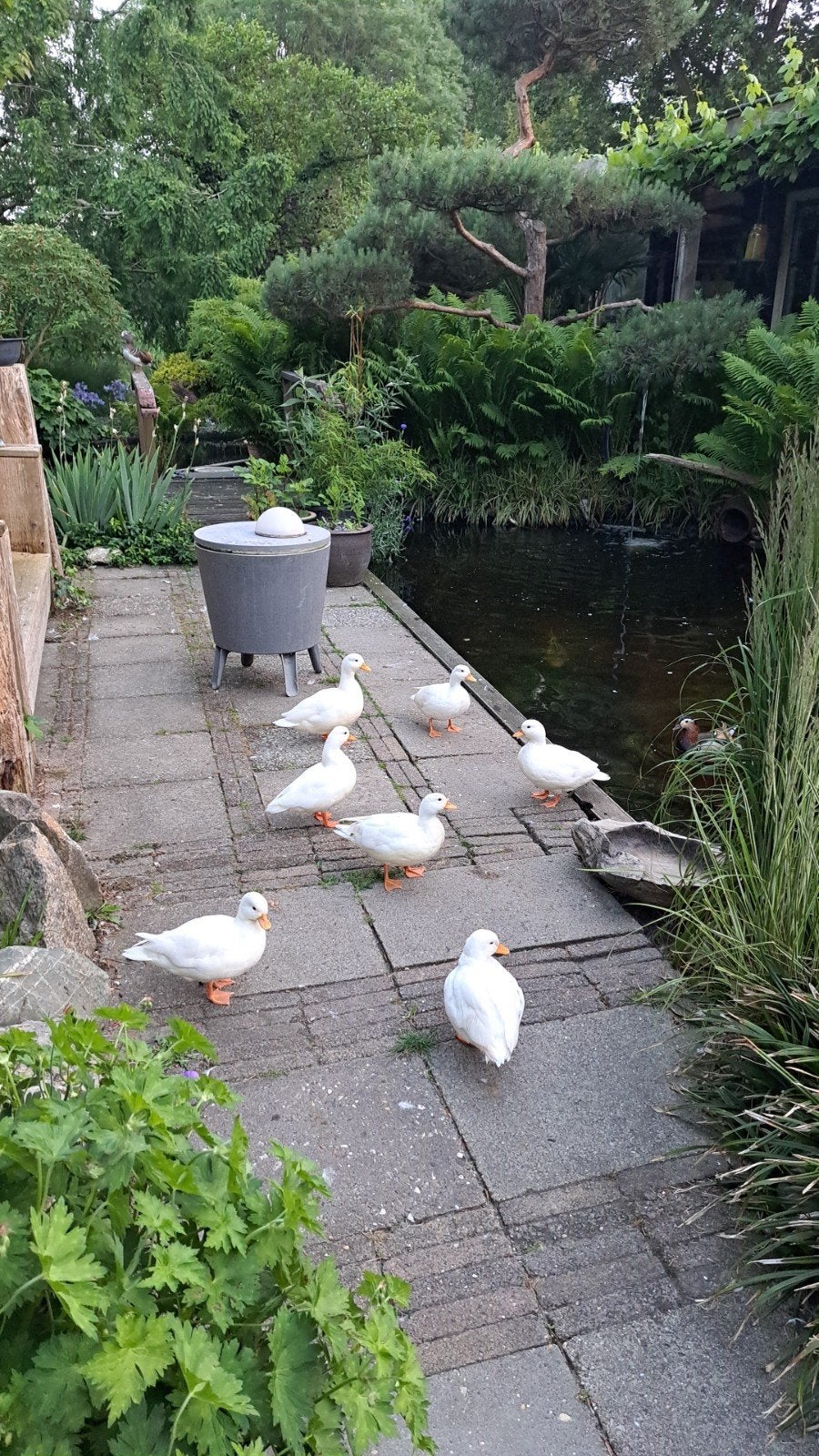 hollandse kwakers, Dieren en Toebehoren, Pluimvee, Mannelijk, Kip