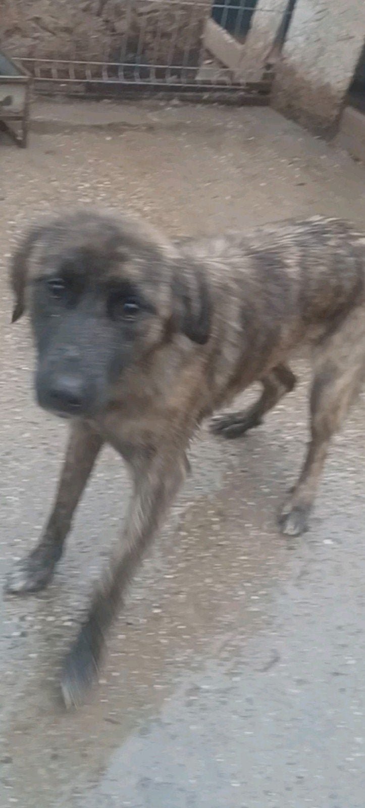 Knappe Betty ter adoptie!, Dieren en Toebehoren, Particulier, Buitenland, Teef, Parvo