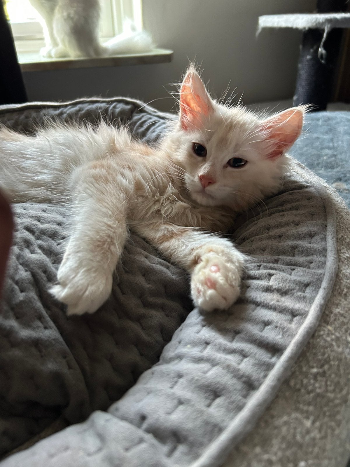 Maine Coon kittens, Dieren en Toebehoren, Katten en Kittens | Raskatten | Langhaar, Meerdere dieren, Ontwormd