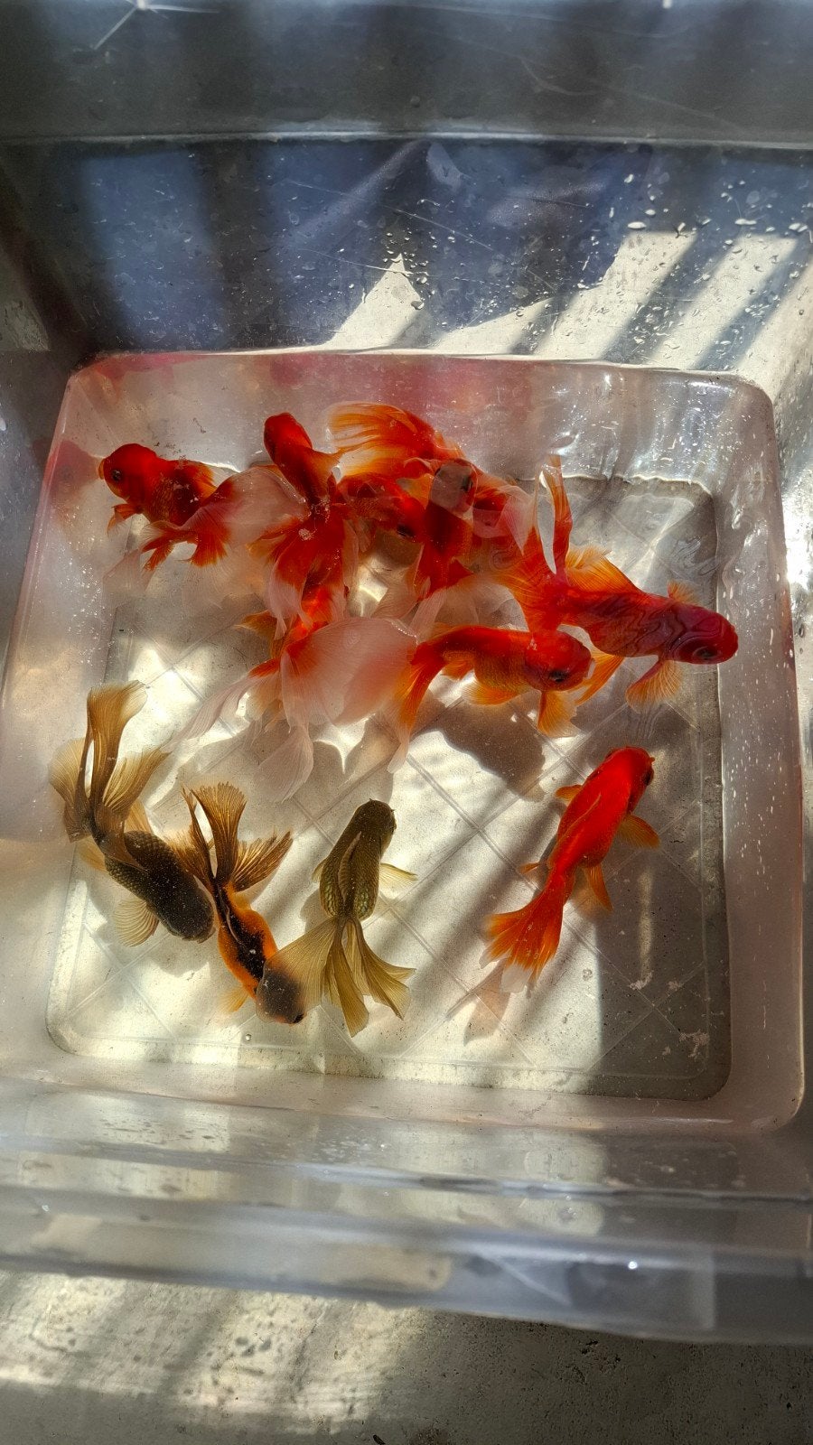 Oranda goudvissen eigen kweek €20 per stuk/ 12 voor €180, Goudvis(sen)