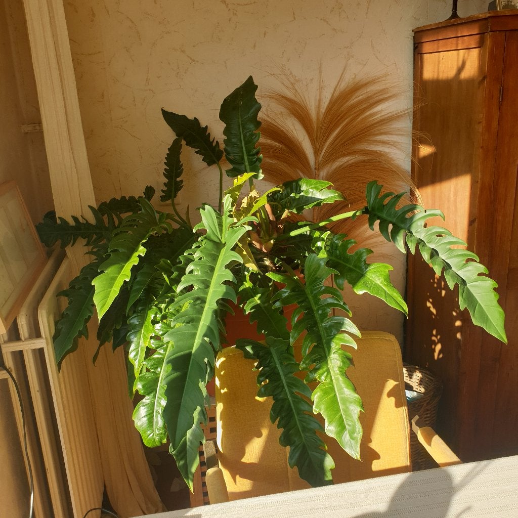 Te koop grote plant Philodendron 'Xanadu', Huis en Inrichting, Kamerplanten, Ophalen, Overige soorten, Halfschaduw, In pot