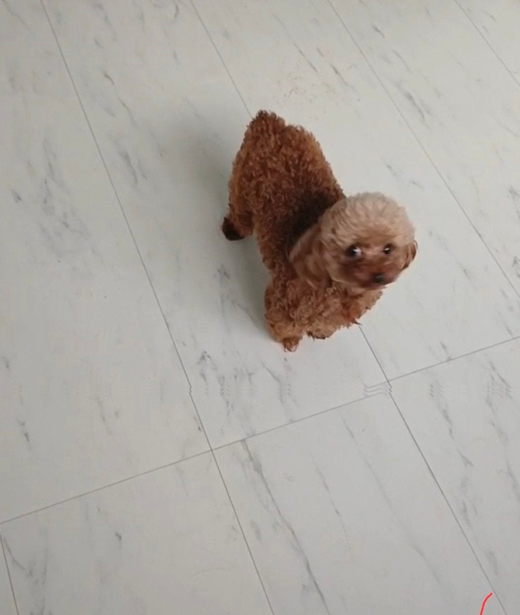 toypoedel/teacup pups (aziatisch bloed), Poedel, 8 tot 15 weken, Meerdere, Meerdere dieren