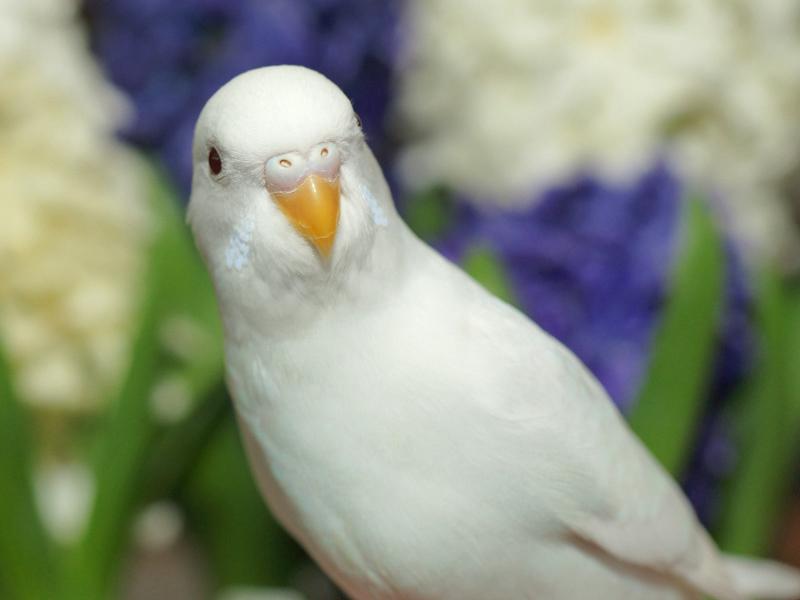 Gezocht witte grasparkiet man, Dieren en Toebehoren, Vogels | Parkieten en Papegaaien, Mannelijk, Parkiet