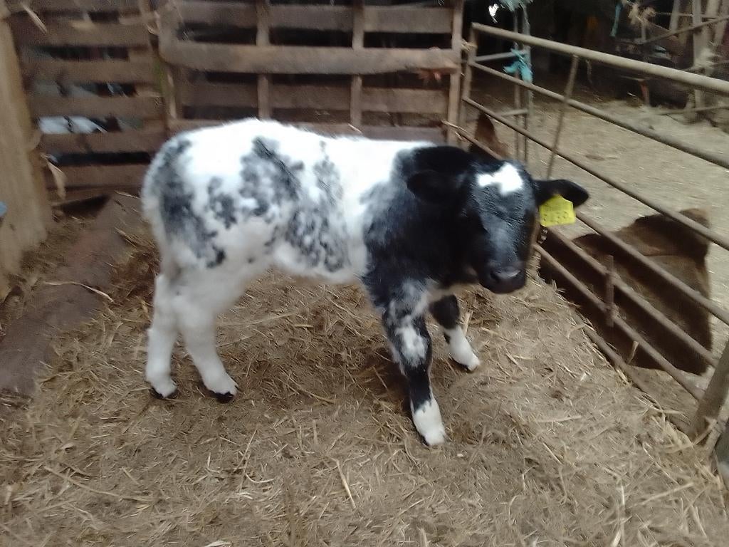 dikbil kalf, Dieren en Toebehoren, Runderen, Mannelijk, 0 tot 2 jaar