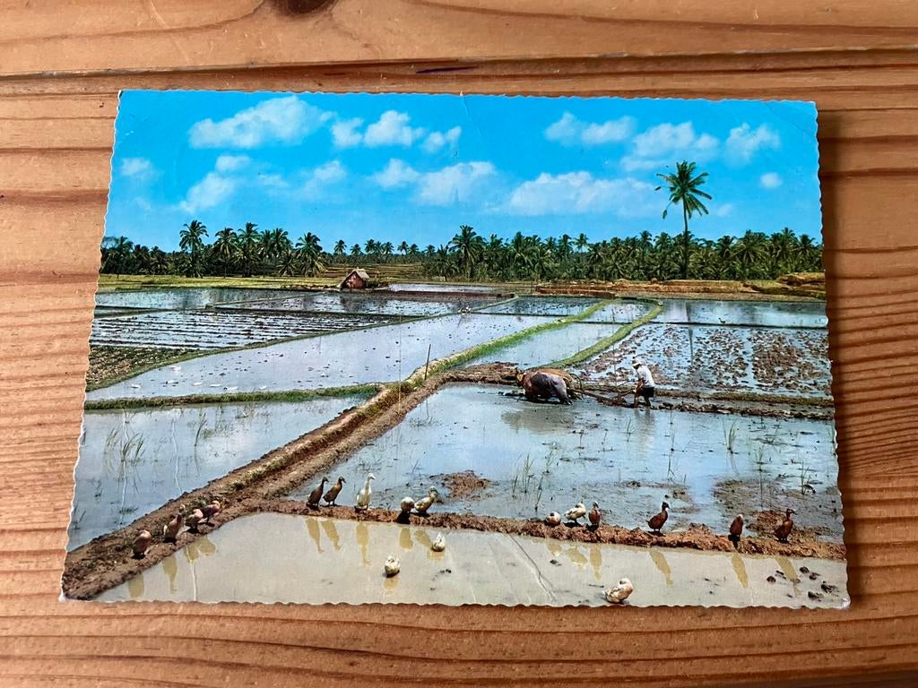 Ansichtkaart Indonesië, rijstvelden, Ophalen of Verzenden, Buiten Europa
