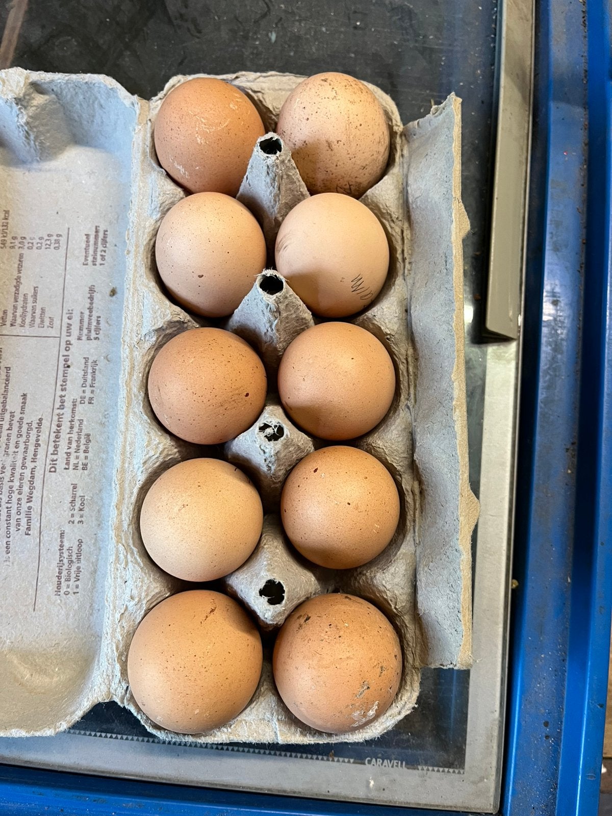10 brahma zalm broedeieren voor €10, Dieren en Toebehoren, Geslacht onbekend, Kip