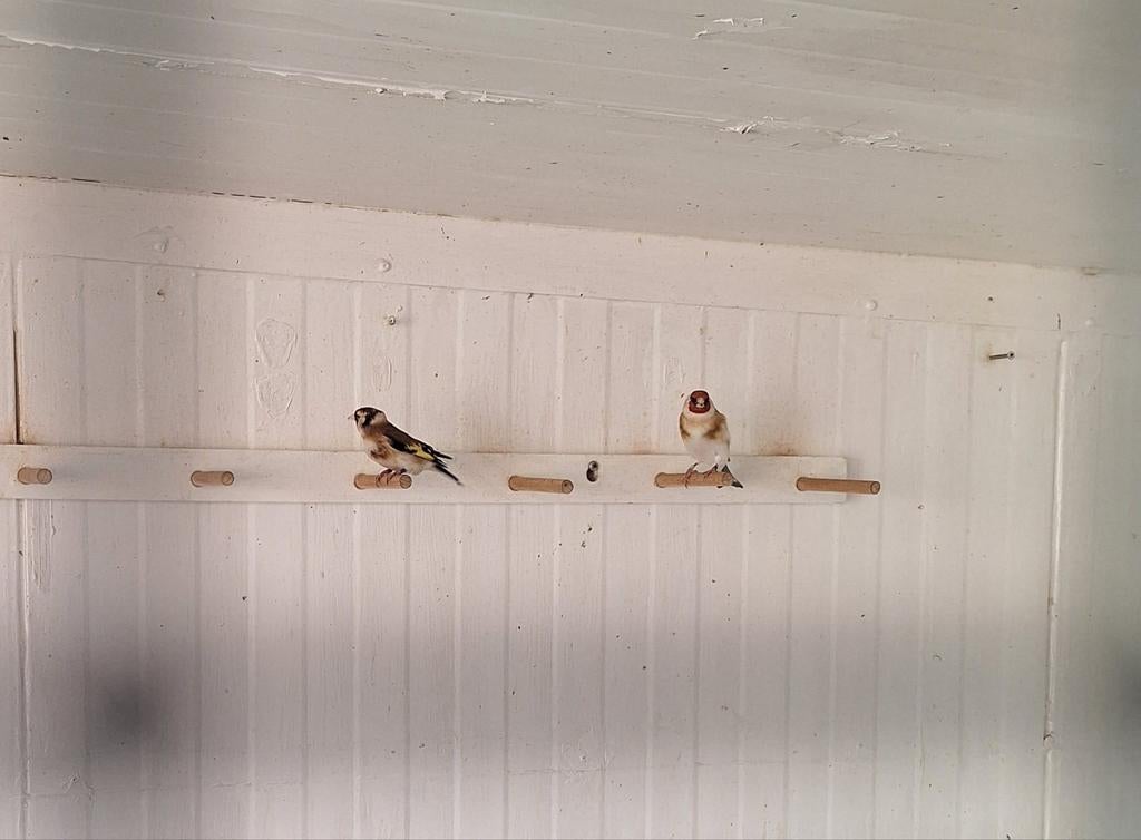 Vogels, Dieren en Toebehoren, Ophalen of Verzenden