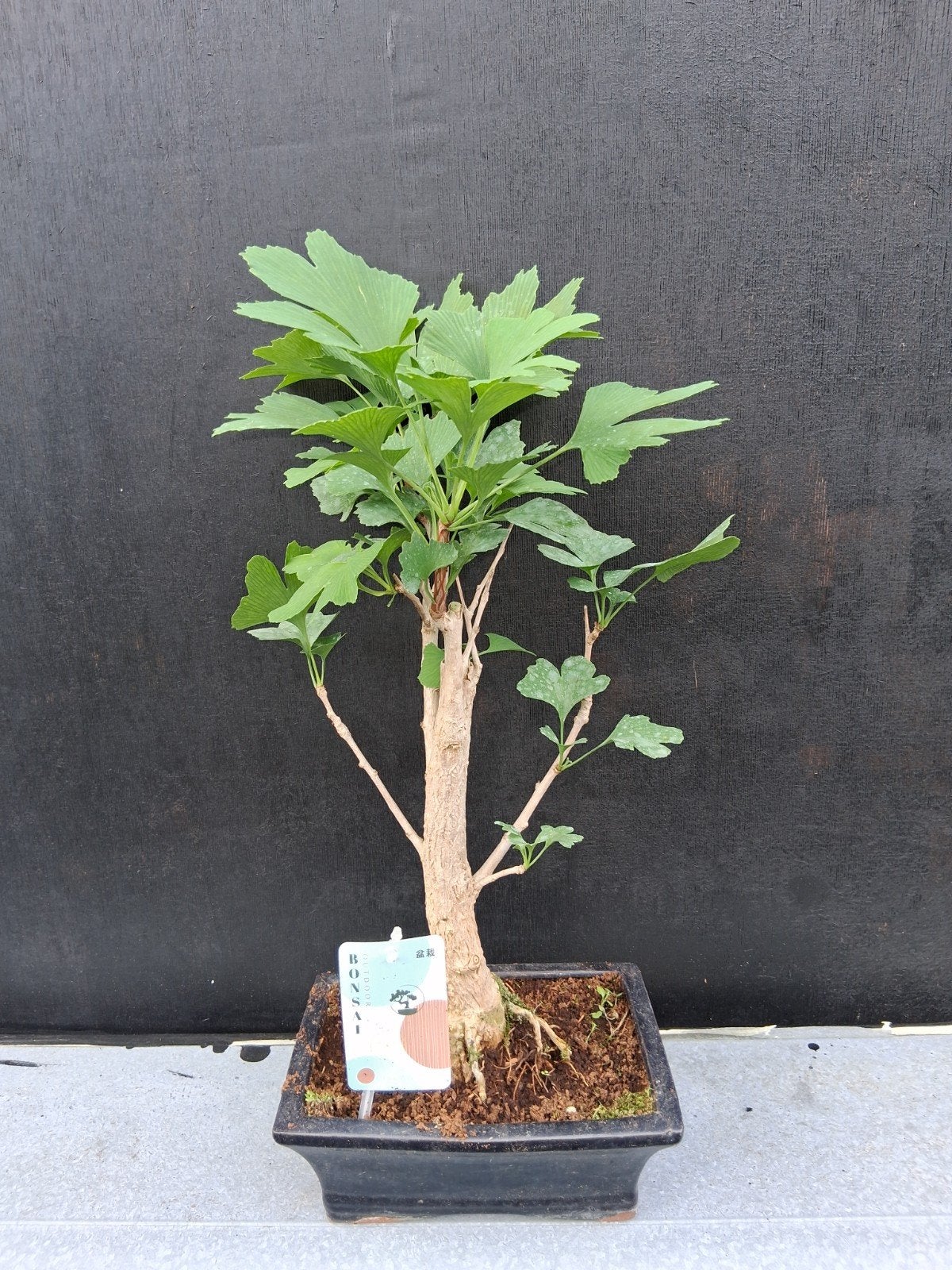 Bonsai ginkgo (1), Bloeit niet, Halfschaduw, Minder dan 100 cm, Overige soorten
