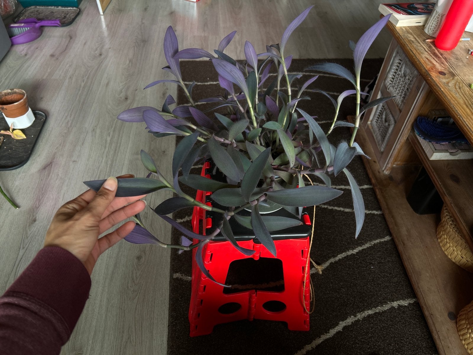 Tradescantia pallida "Purple Heart" hangplant, Ophalen, Overige soorten, Minder dan 100 cm, Volle zon