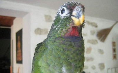 pionus maximiliaan, Vrouwelijk, Parkiet