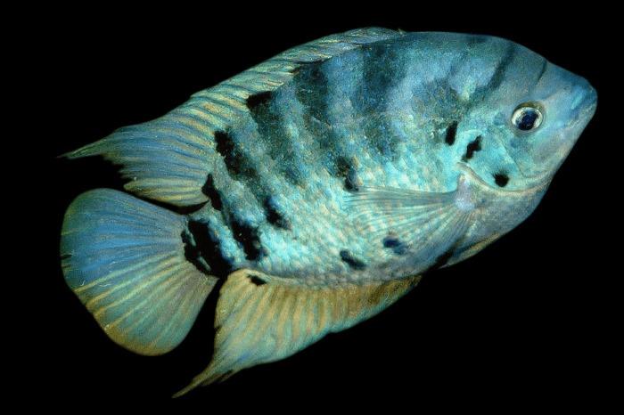 Midden Amerikaanse Cichliden: Archocentrus centrarchus, Dieren en Toebehoren, Vis, Zoetwatervis