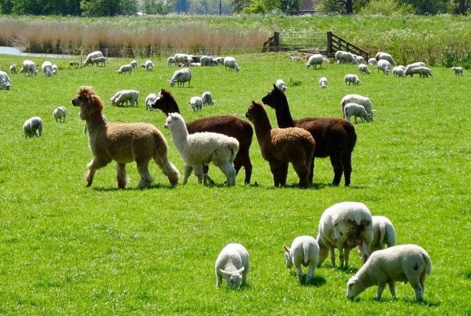 Scheren van alpaca’s en schapen, Dieren en Toebehoren, Schapen, Geiten en Varkens, Vrouwelijk, Schaap