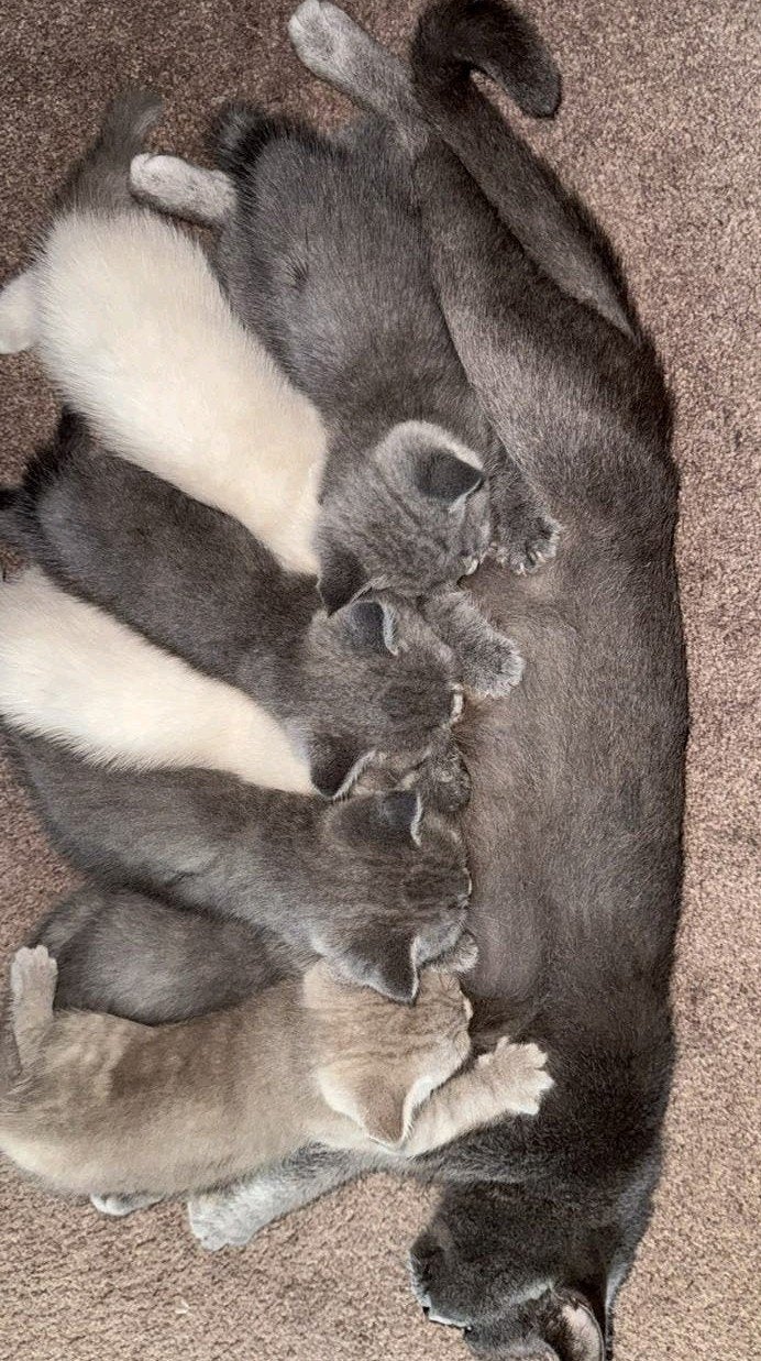 Britse Korthaar Kittens, Meerdere dieren, Ontwormd