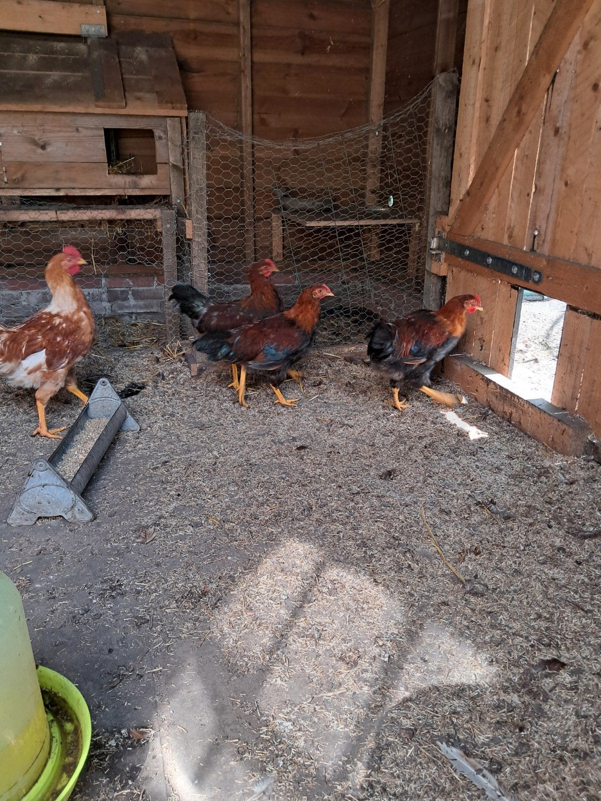 4 haantjes welsumer en kruising, Dieren en Toebehoren, Pluimvee, Mannelijk, Kip