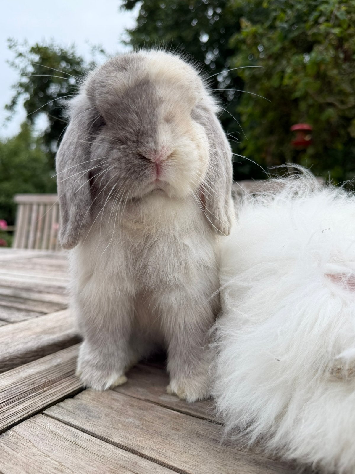 Super knappe gecastreerde + gevaccineerde Minilops + Teddy’s, Dieren en Toebehoren, Meerdere dieren, Dwerg, Hangoor, 0 tot 2 jaar