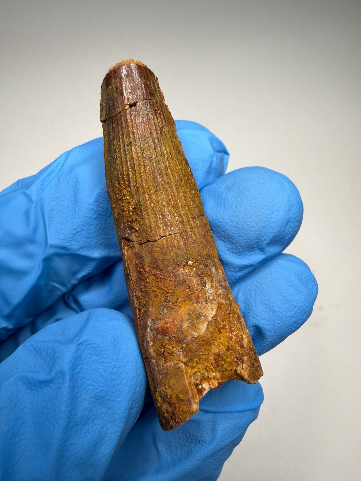 Spinosaurus tand, Ophalen of Verzenden, Fossiel