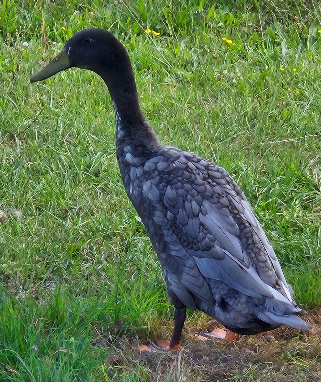 rustige woerden, Dieren en Toebehoren, Pluimvee, Mannelijk, Eend